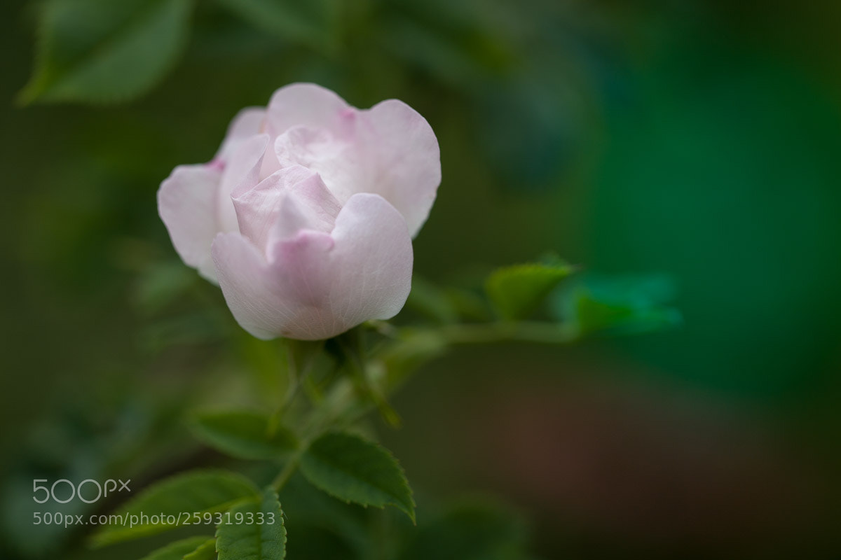 Canon EOS 5D Mark II sample photo. Wild white rose photography