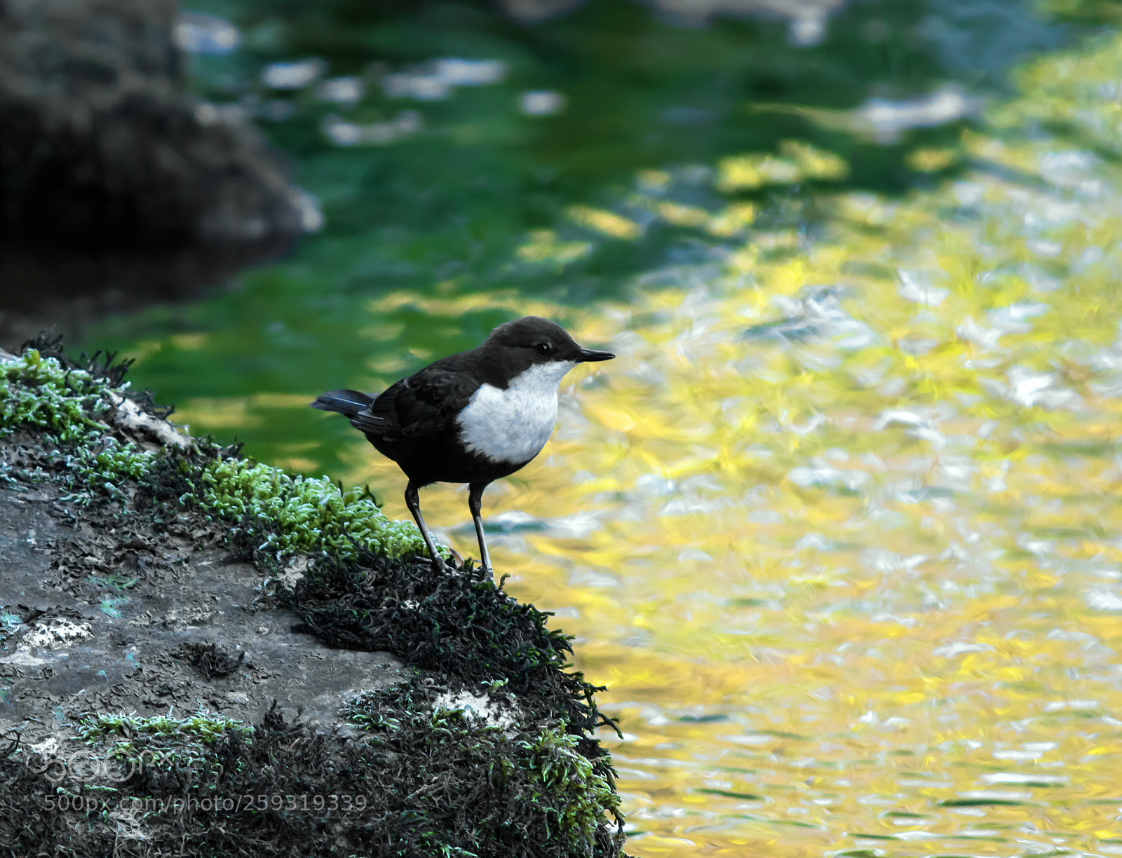 Canon EOS 7D Mark II sample photo. Dipper takes a look photography