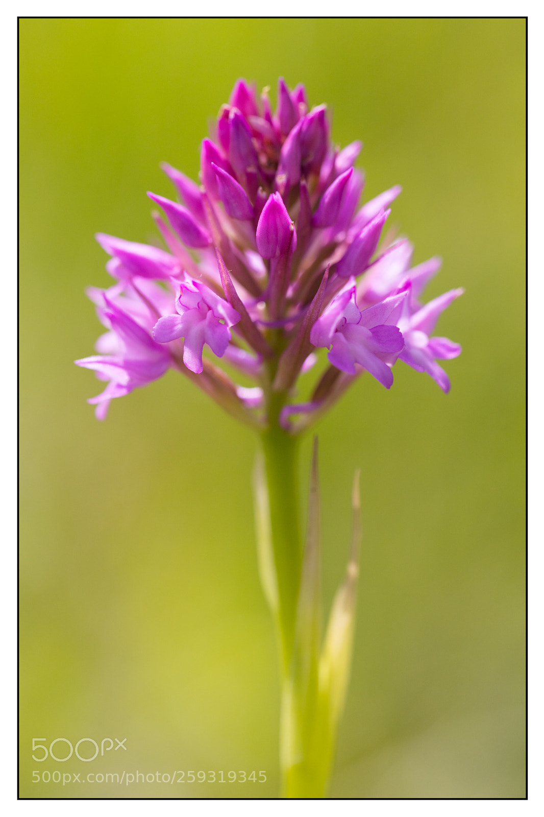 Canon EOS 5DS R sample photo. Anacamptis pyramidalis photography