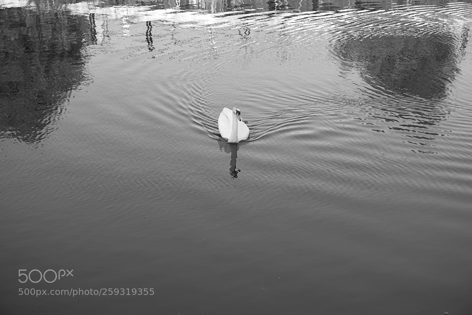 Sony a6000 sample photo. Swan photography