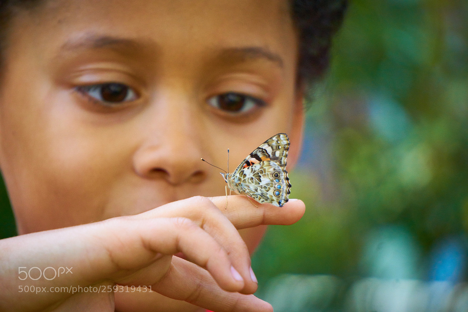 Sony a6000 sample photo. Butterfly release photography