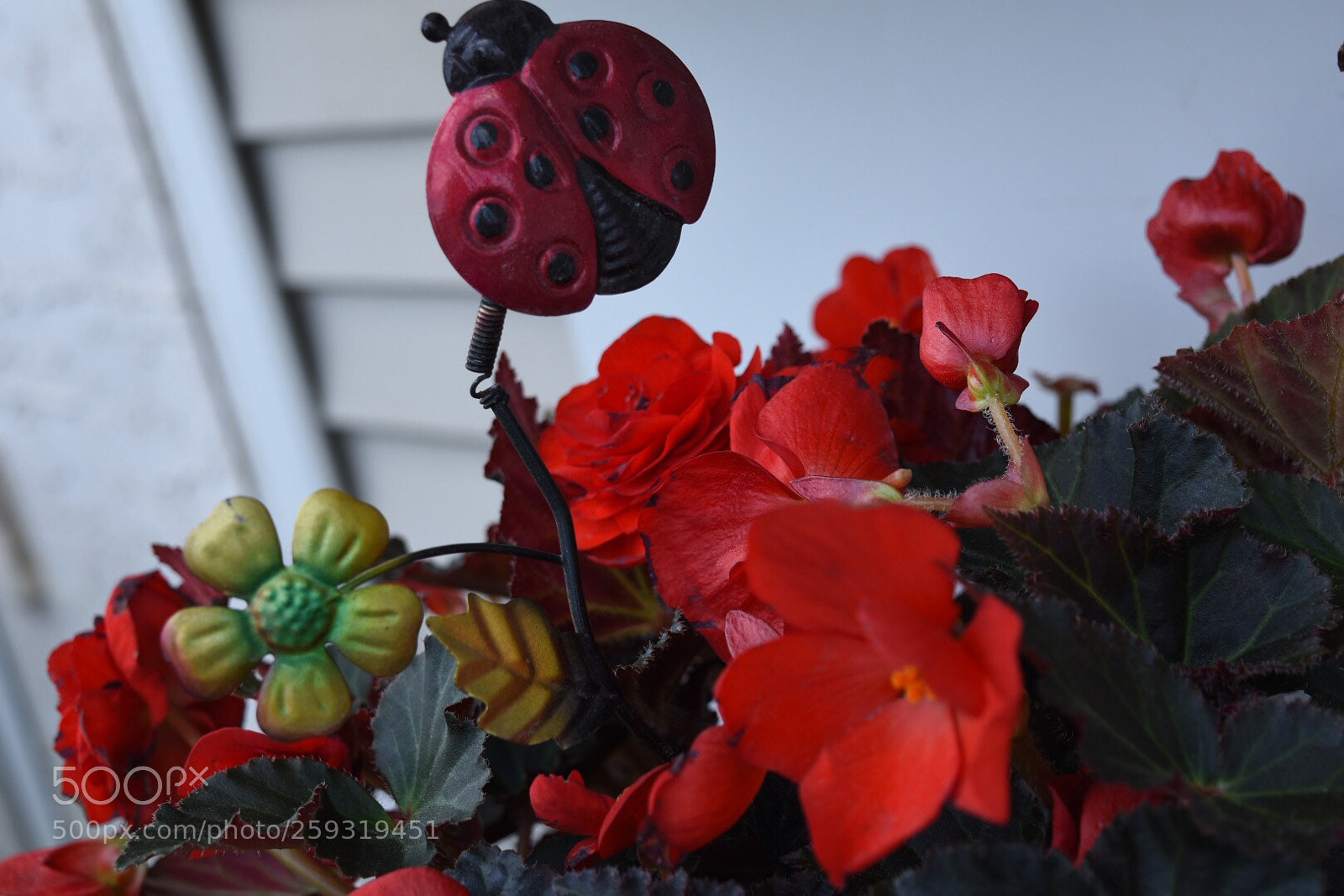 Nikon D5500 sample photo. Red bloom photography