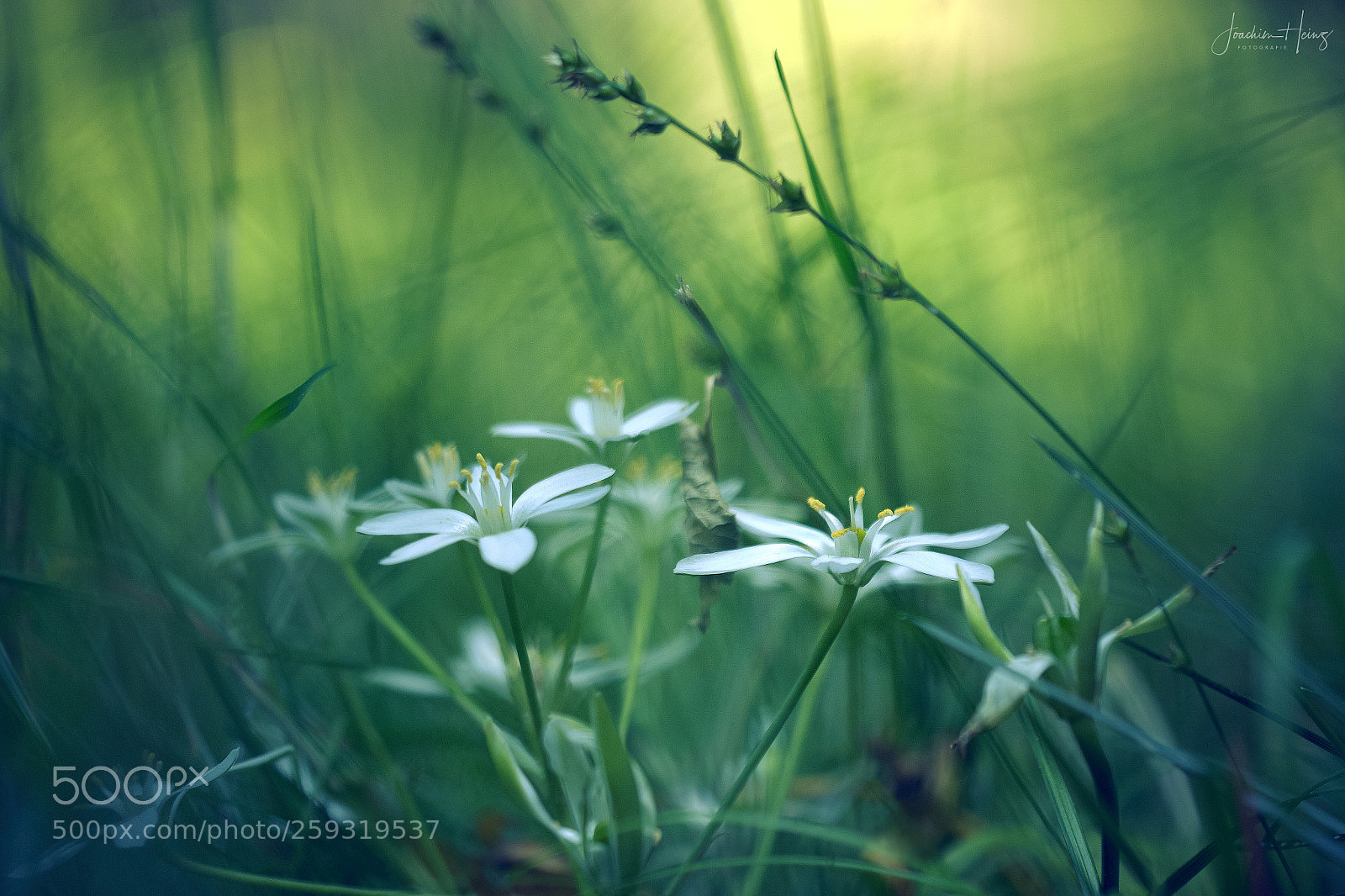 Fujifilm X-T2 sample photo. Meadow photography