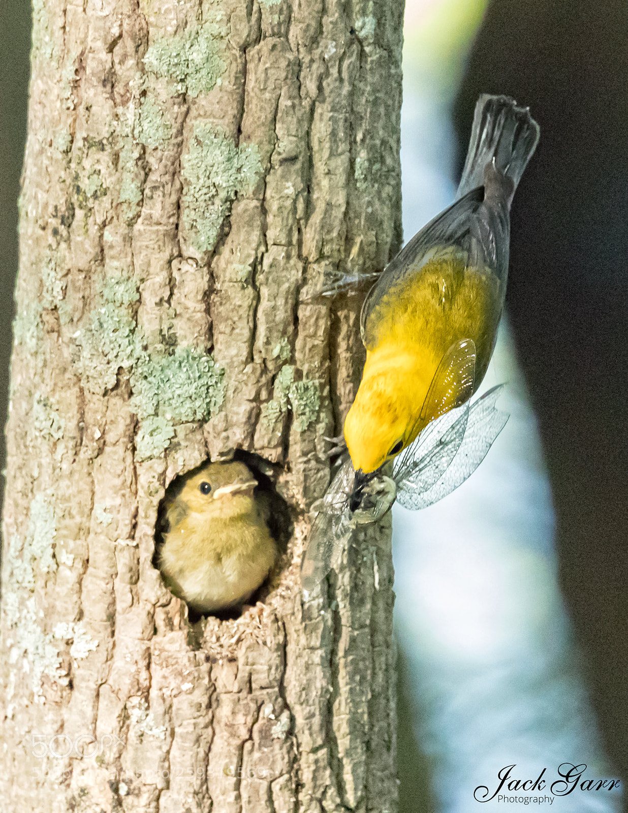 Canon EOS-1D X Mark II sample photo. Prothonotary warbler with dragon photography
