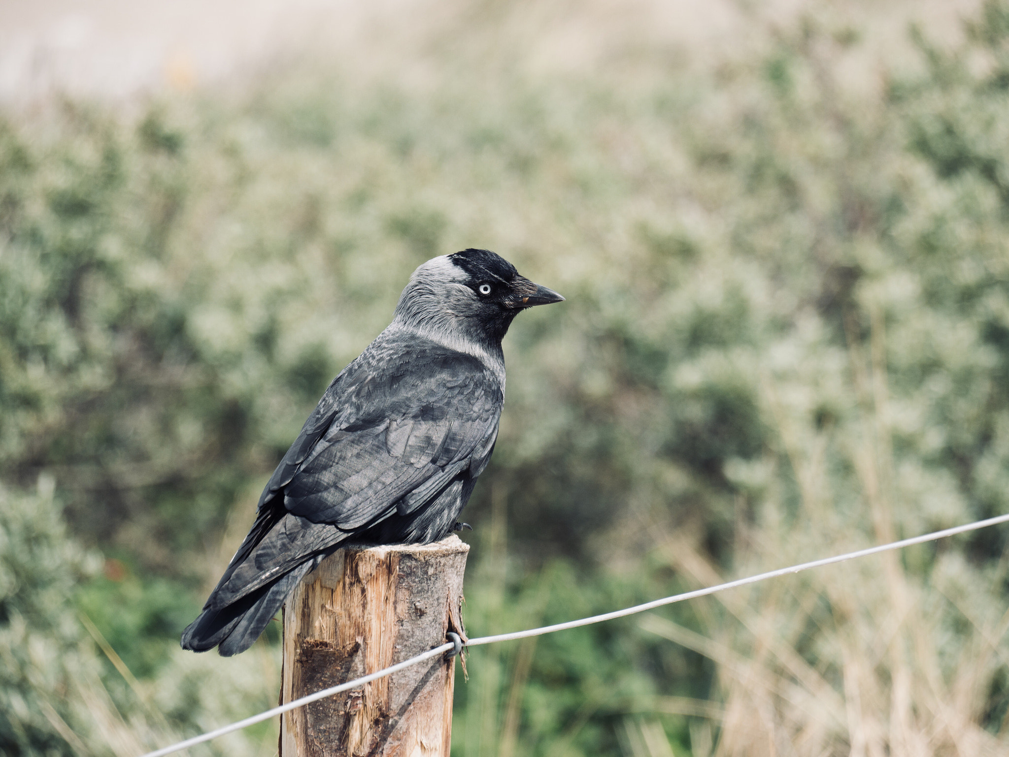 Panasonic Lumix DMC-G85 (Lumix DMC-G80) sample photo. Jackdaw lookout photography