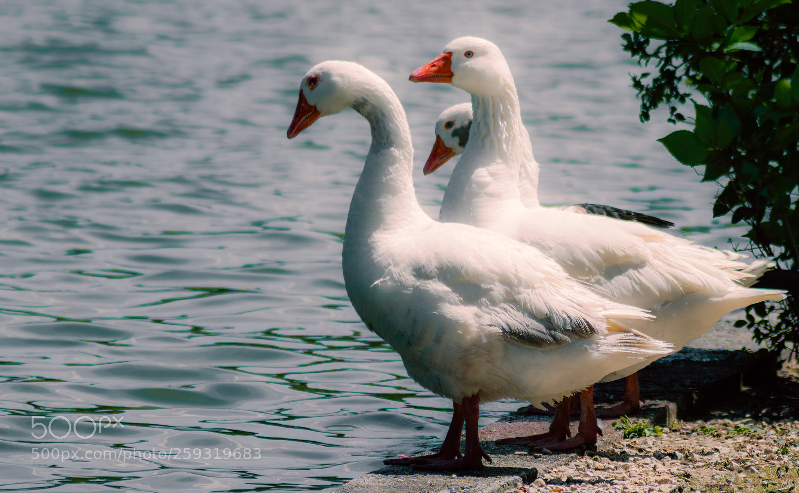 Nikon D3200 sample photo. Geese trio photography