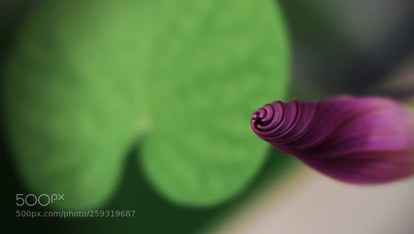 Nikon D3400 sample photo. Morning glory evening photography