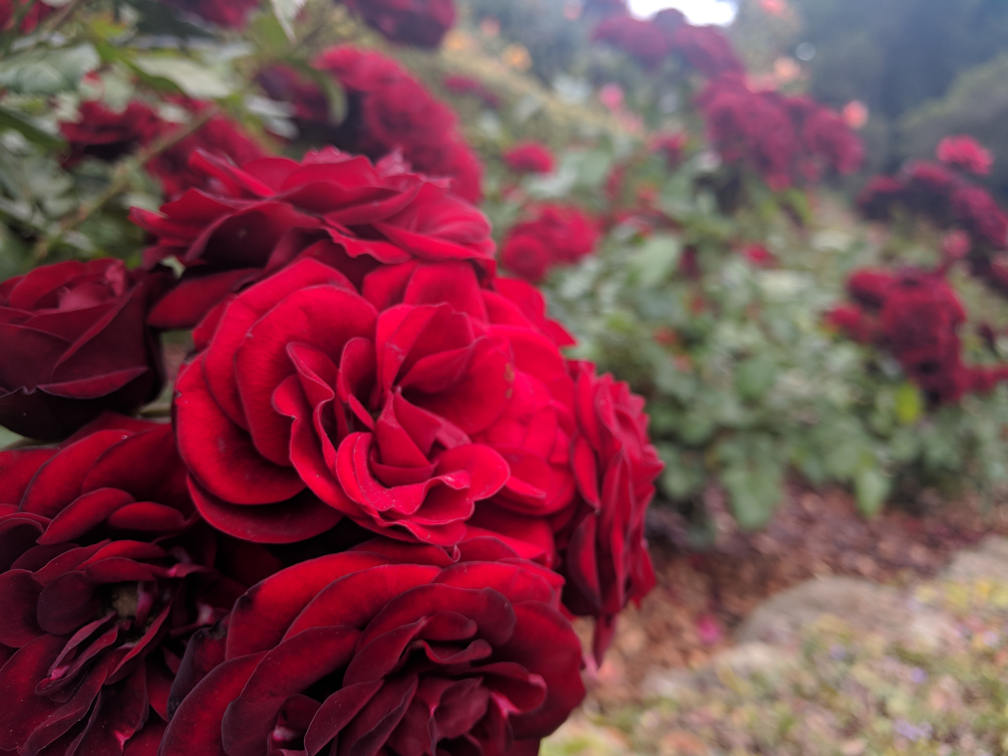 Google Nexus 6P sample photo. Red rum....ose photography