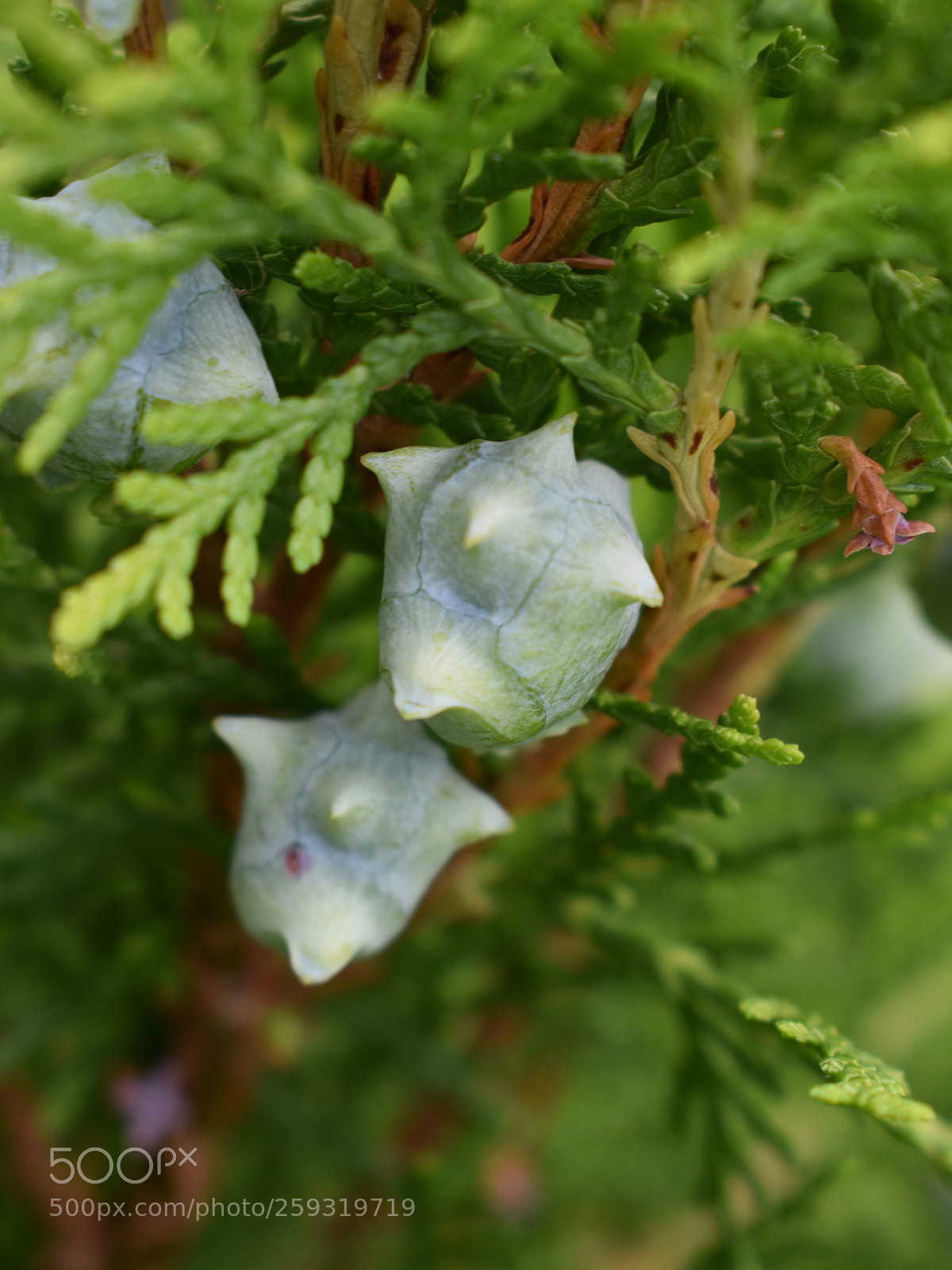 Nikon D3400 sample photo. Thuja cones photography