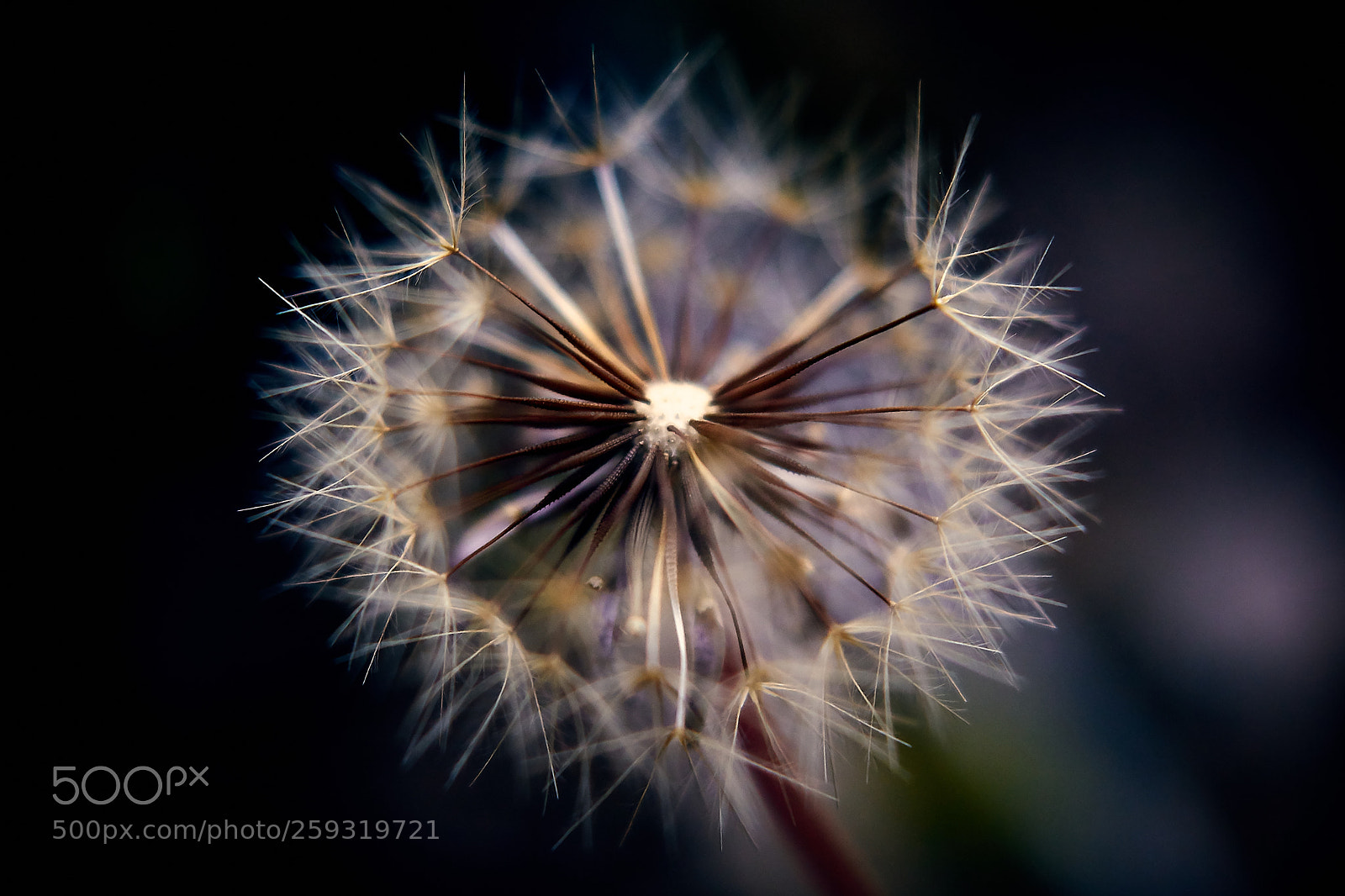 Sony ILCA-77M2 sample photo. Super photography
