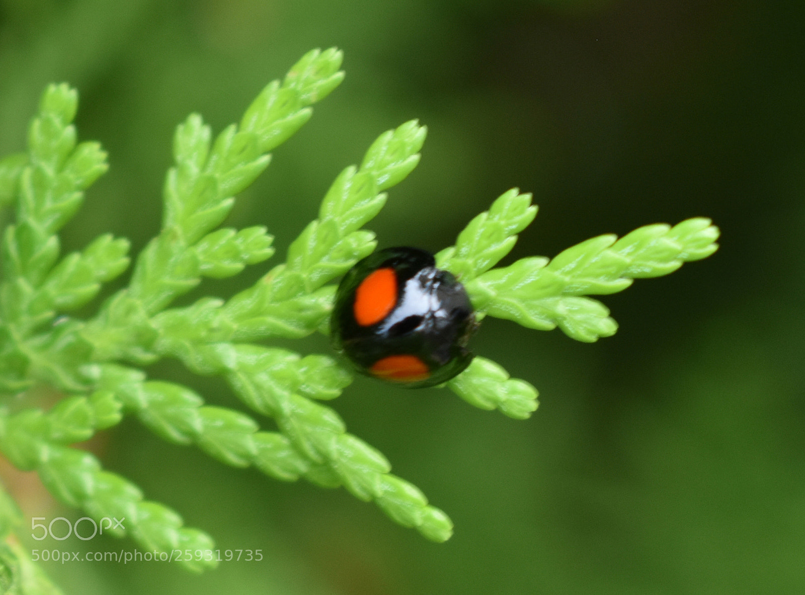 Nikon D3400 sample photo. Chilocorus stigma photography