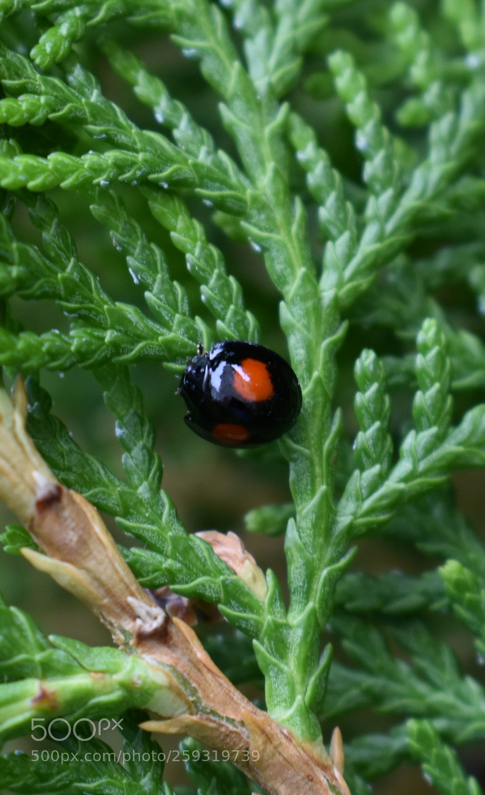 Nikon D3400 sample photo. Chilocorus stigma photography