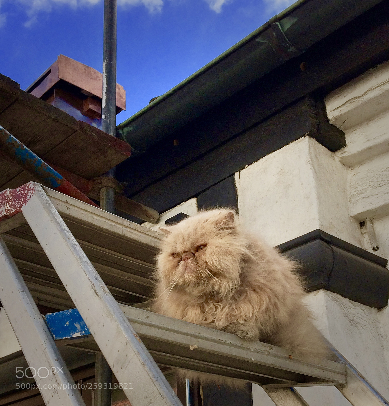 Apple iPhone 5s sample photo. On the top photography