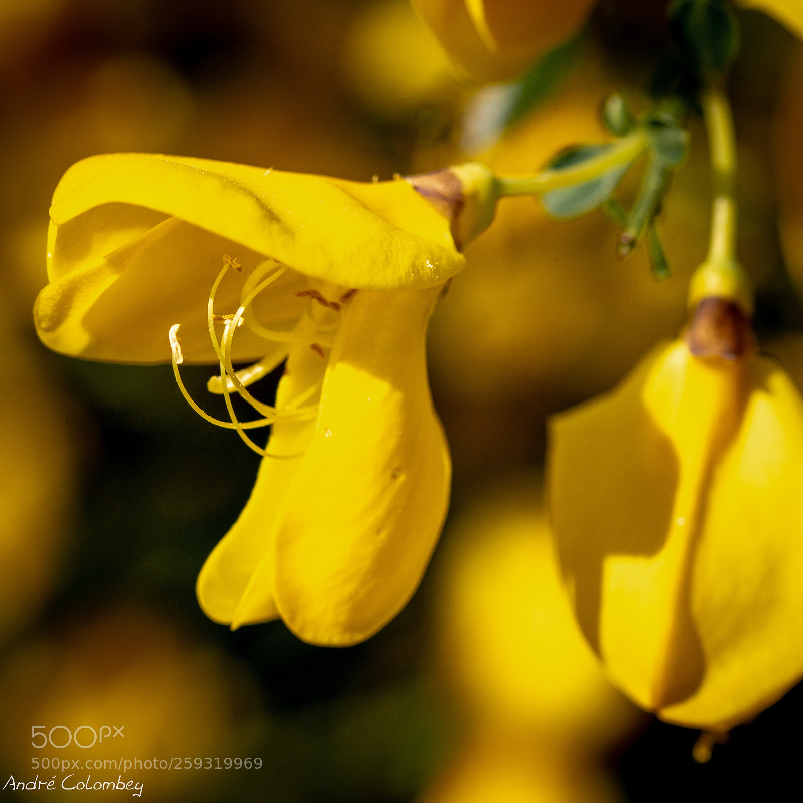 Canon EOS 70D sample photo. Yellow photography