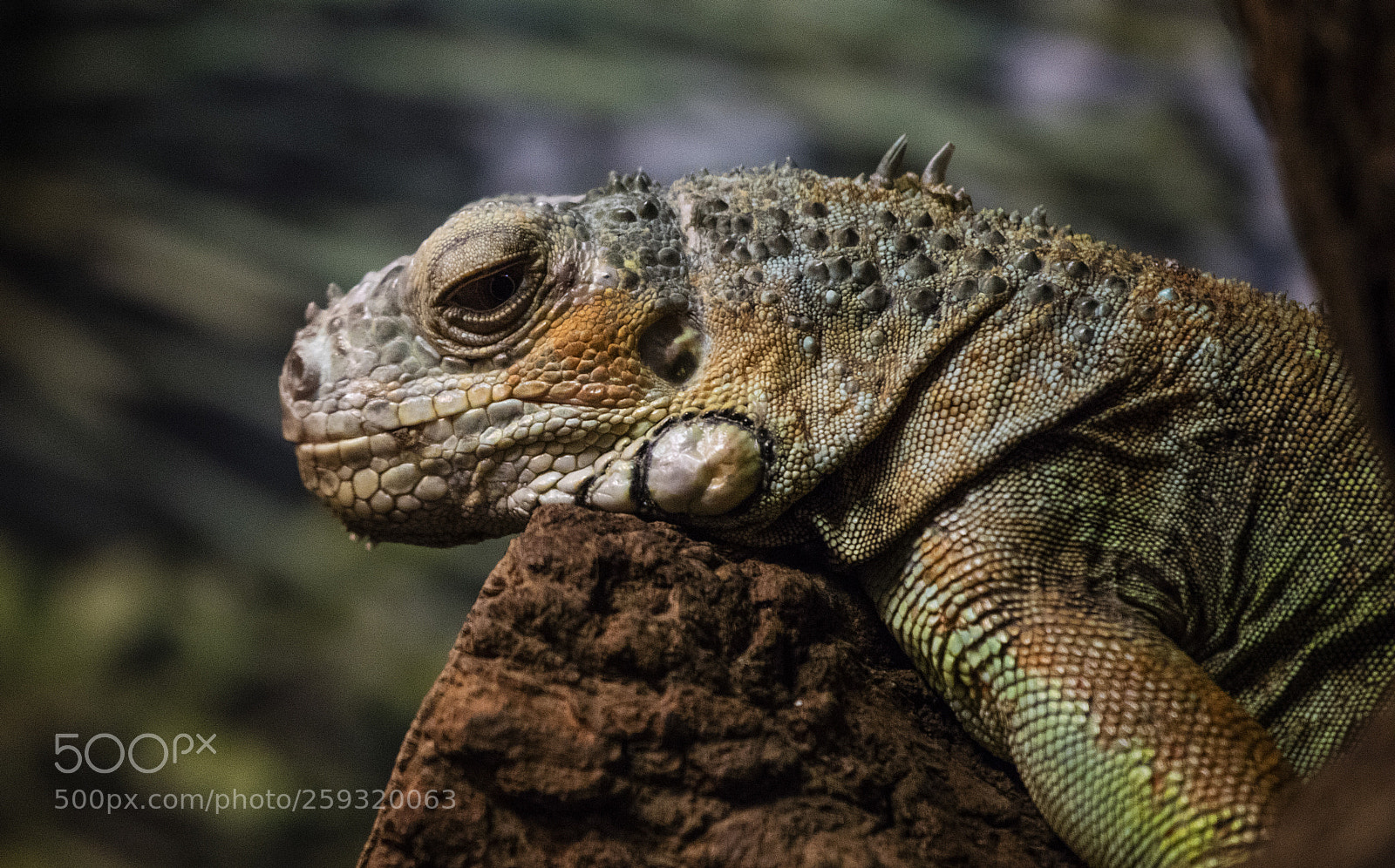 Canon EOS 5DS R sample photo. Echse photography