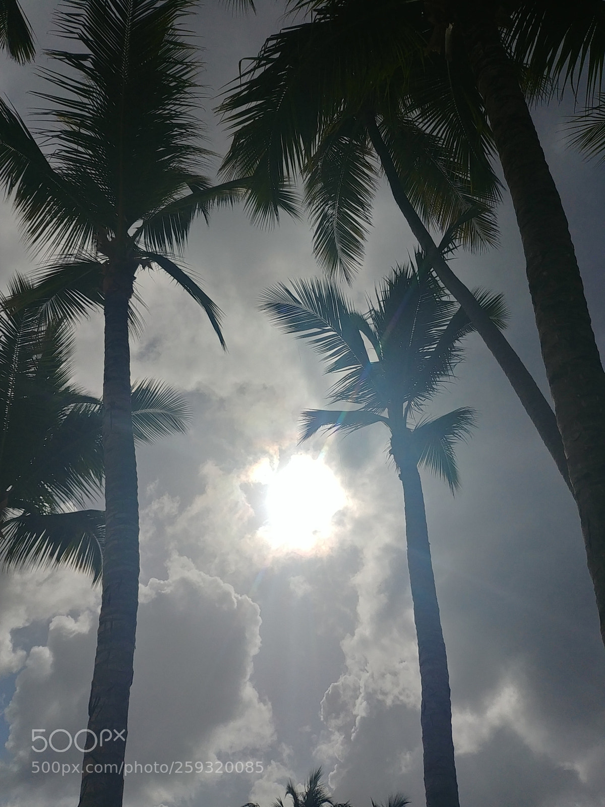 LG G6 sample photo. Palms photography