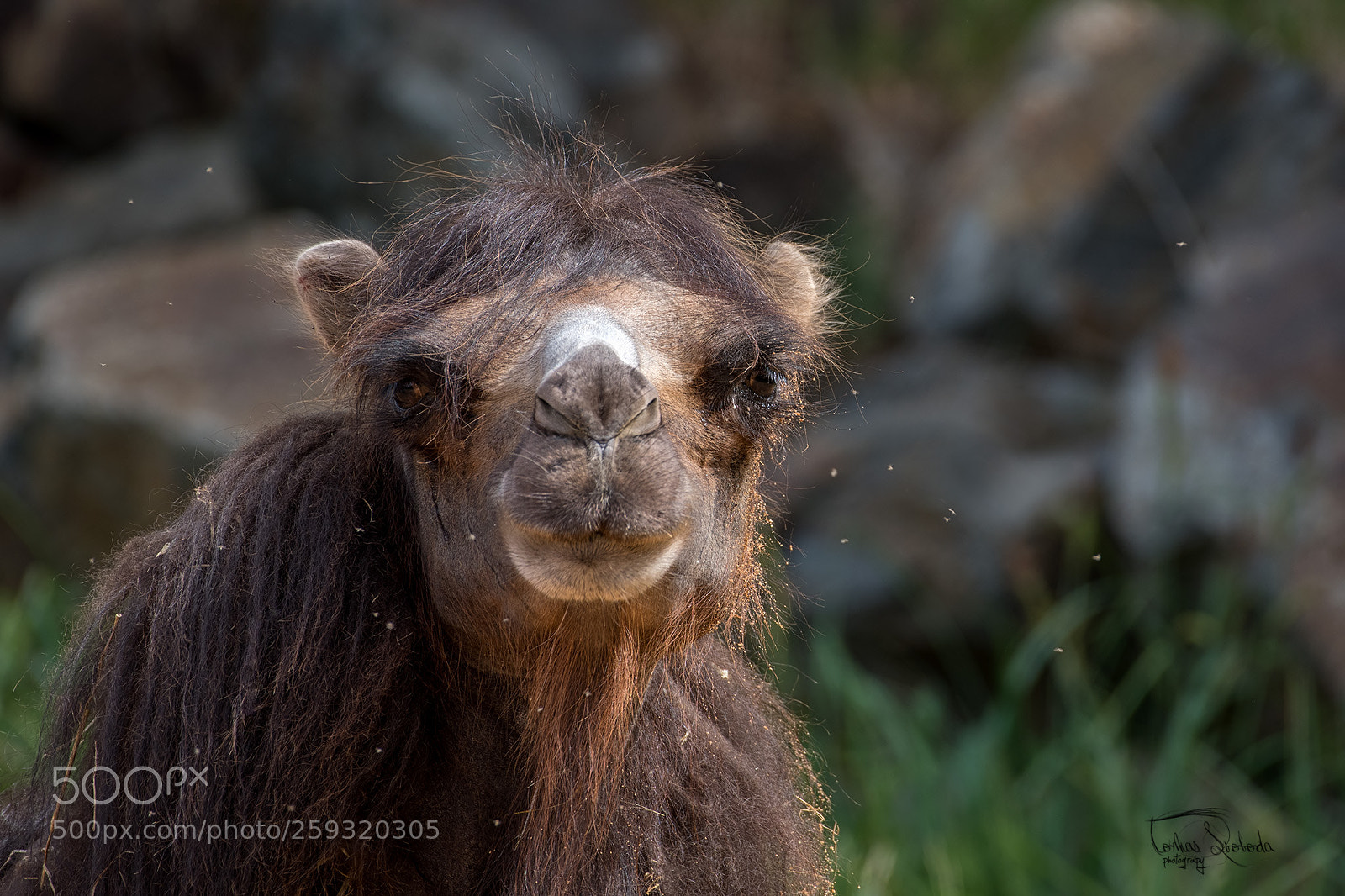Nikon D750 sample photo. The bactrian camel camelus photography