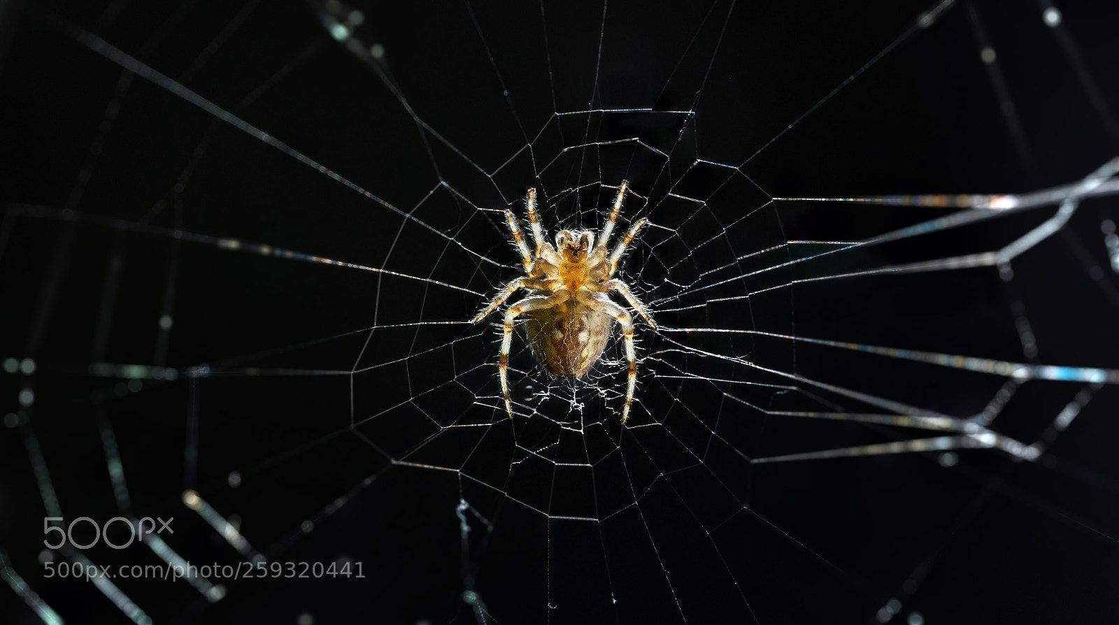 Nikon D610 sample photo. Spider center of the photography