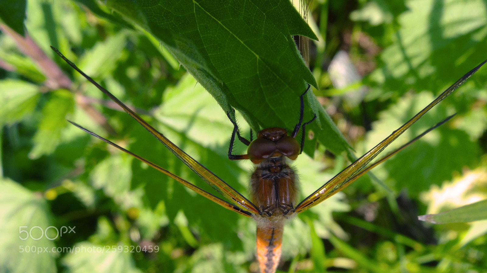 Sony Cyber-shot DSC-HX20V sample photo. Big wings,big eyes photography