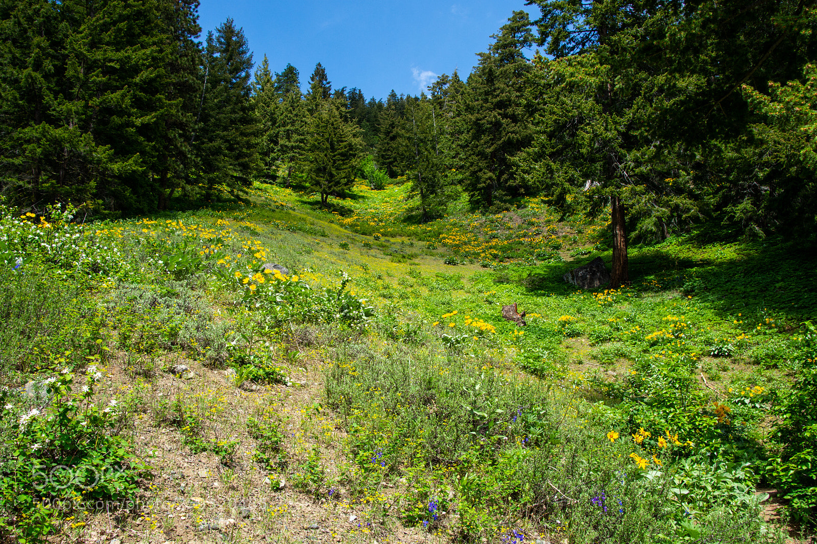 Nikon D7200 sample photo. Wildflower field photography