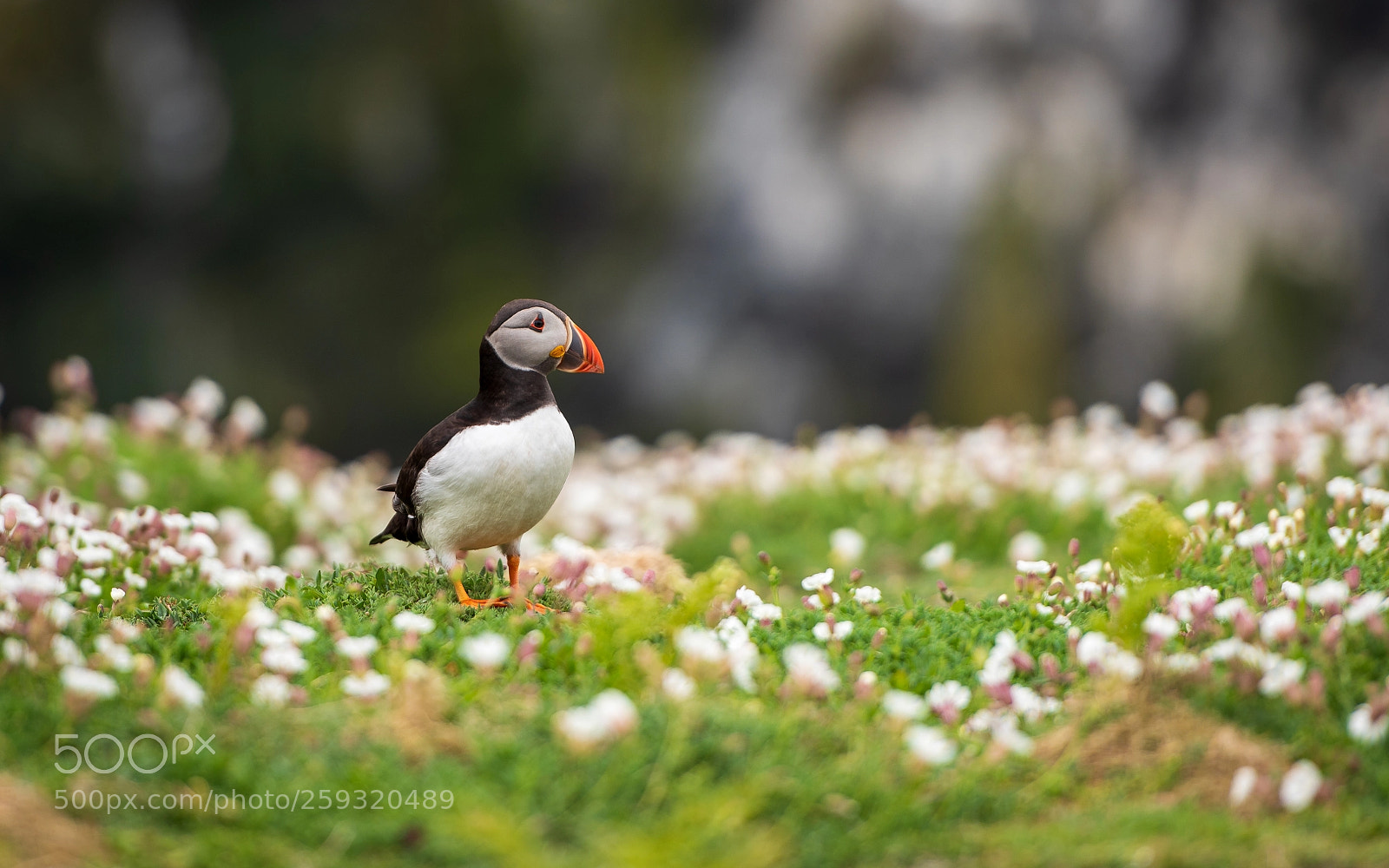 Nikon D750 sample photo. Puffin photography