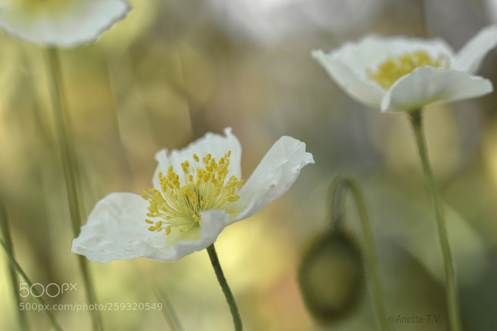Nikon D5500 sample photo. Poppy time .. photography