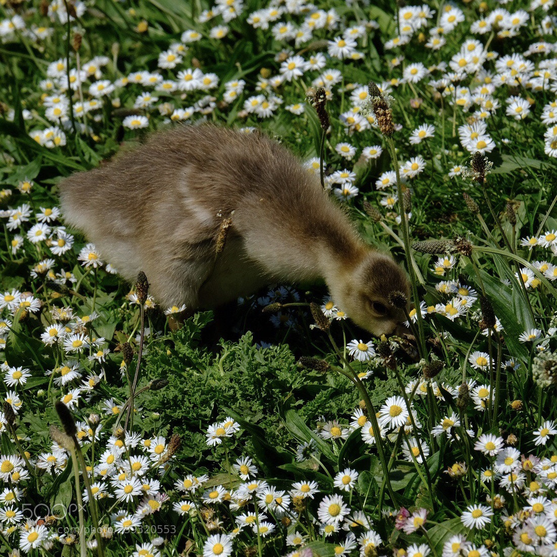 Fujifilm X-T2 sample photo. In among the daisies photography