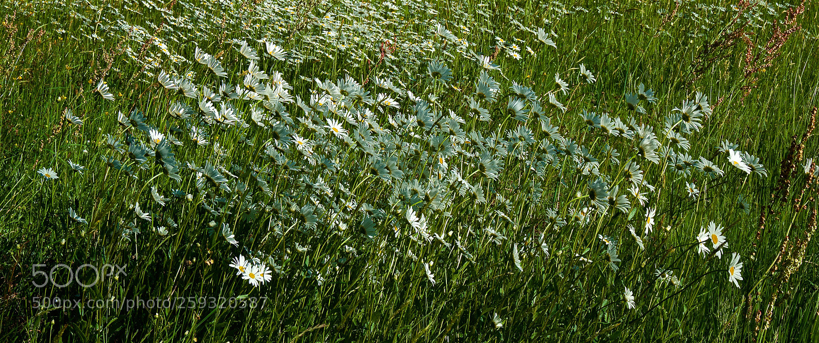 Pentax K-3 II sample photo. Spring flowers photography
