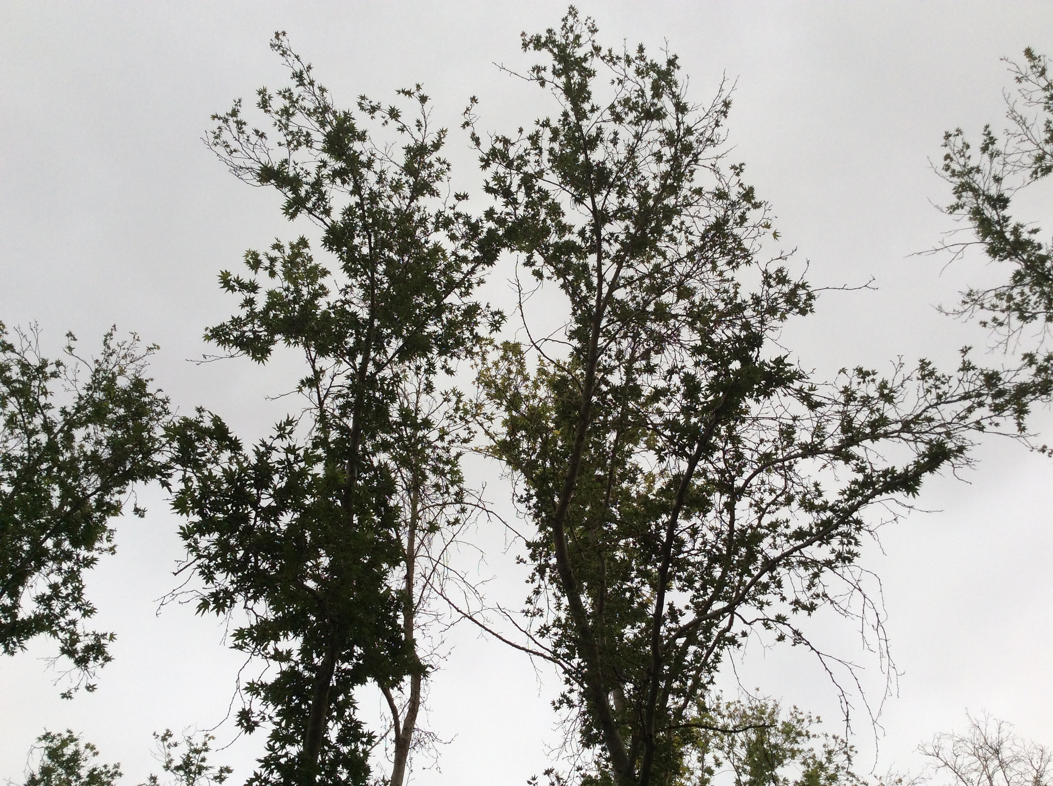 Apple iPad mini 2 sample photo. Beside each other photography