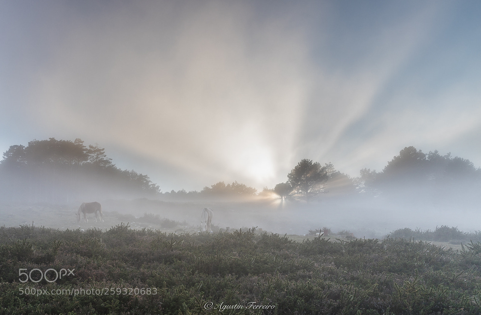 Canon EOS 6D Mark II sample photo. The fog and the photography