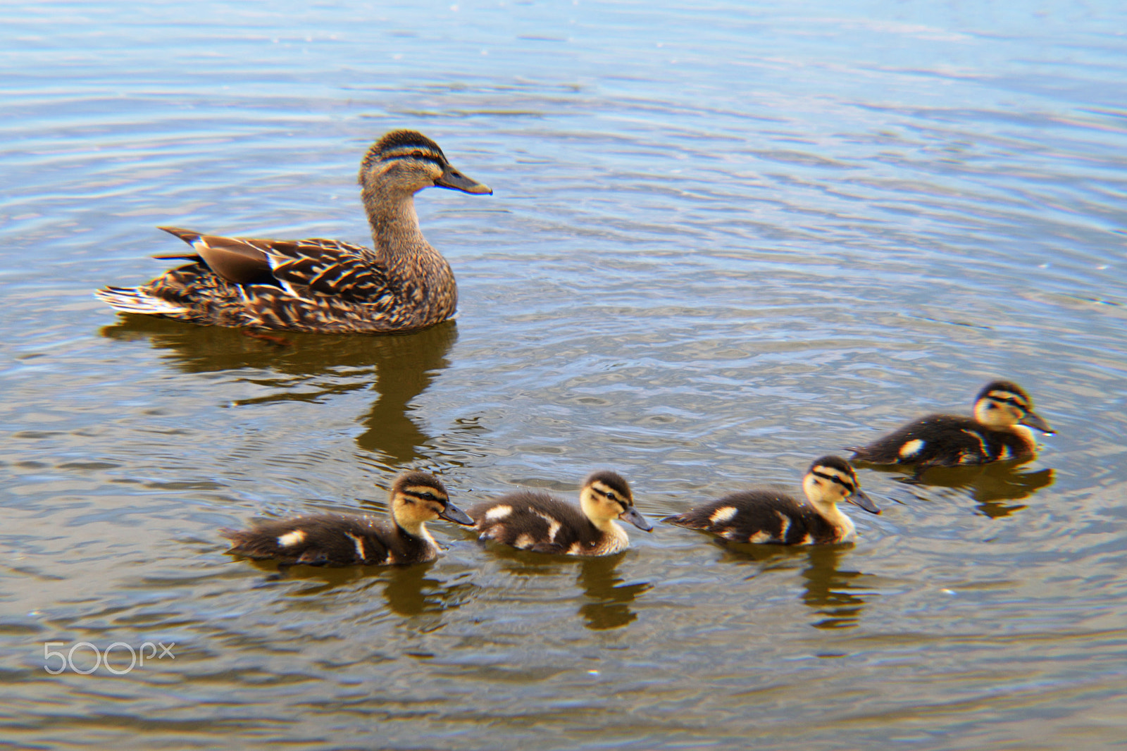 Nikon D5300 sample photo. Mallard and ducklings photography