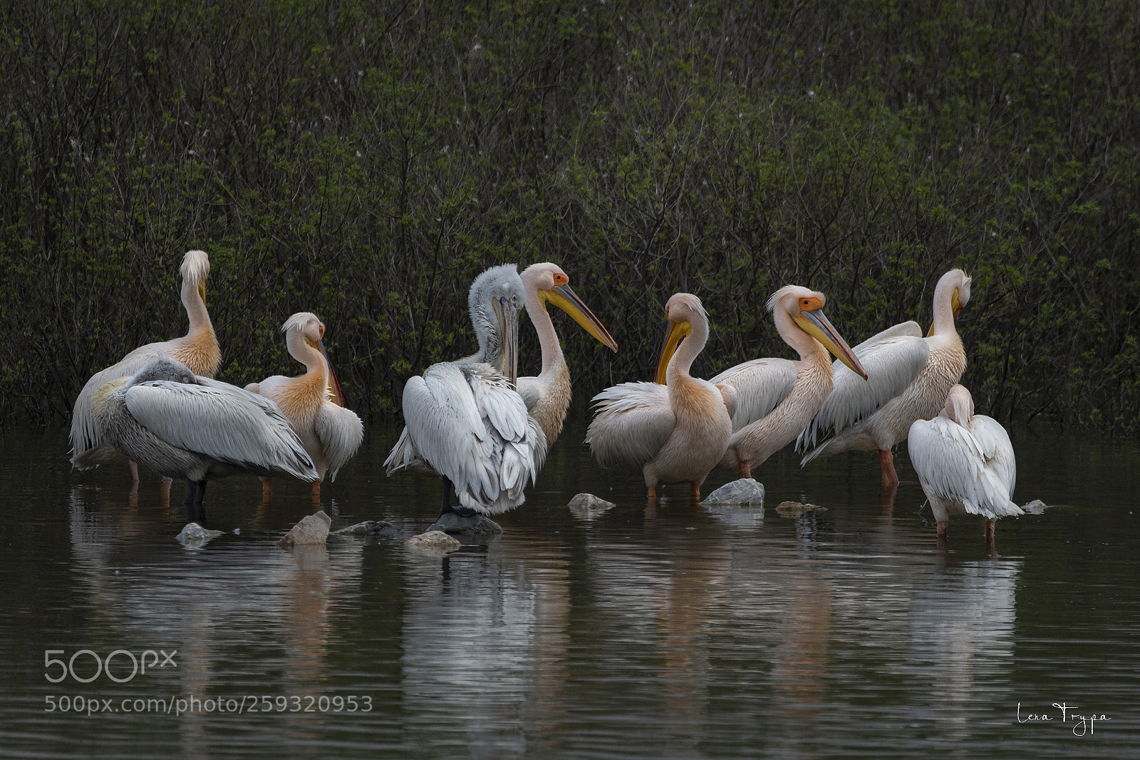Nikon D500 sample photo. Meeting. lake karla, greece. photography