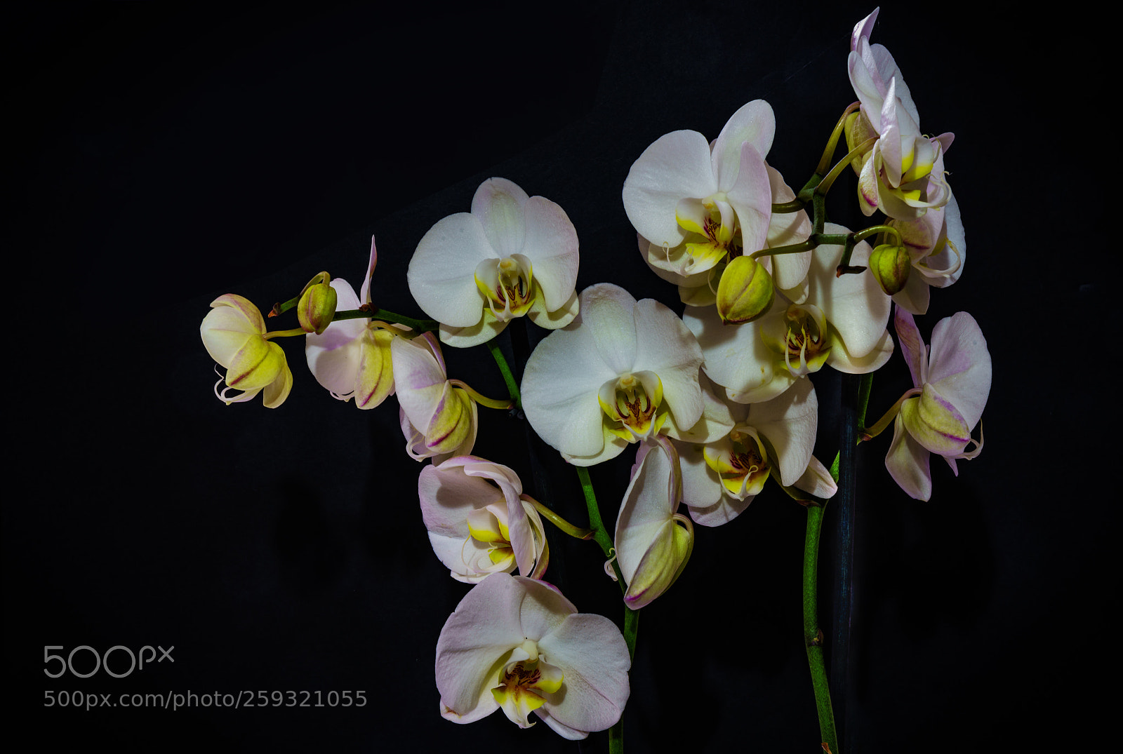 Sony a7R II sample photo. Orchids.... photography