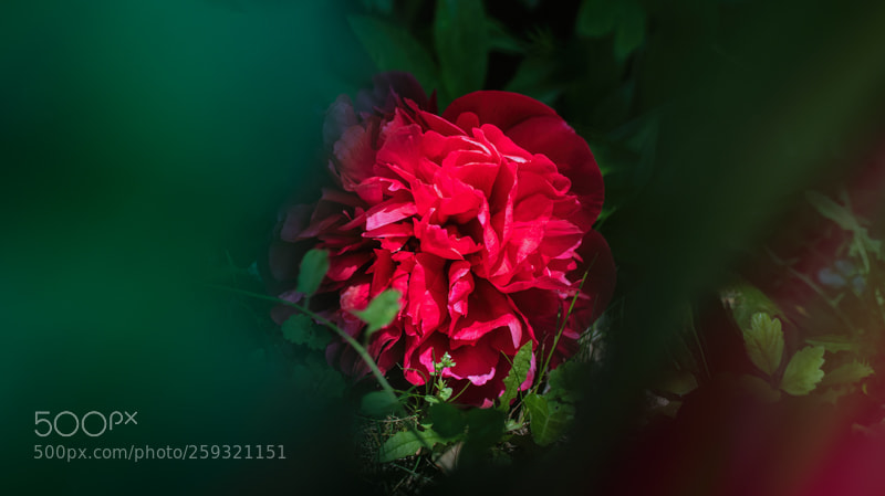 Nikon D750 sample photo. Spring photography