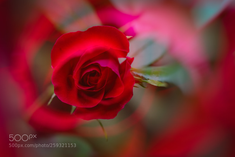 Nikon D750 sample photo. Rose photography