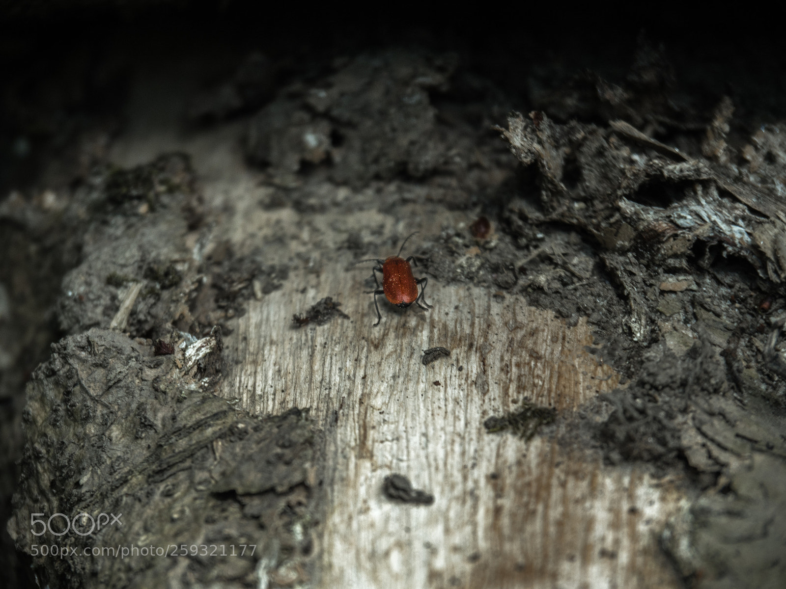 Olympus OM-D E-M5 II sample photo. Do not bug me! photography