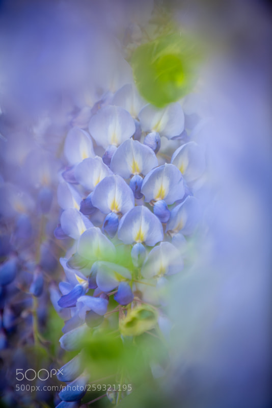 Nikon D750 sample photo. Glycine photography