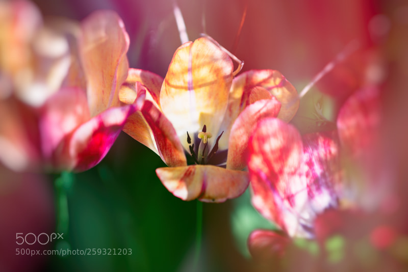 Nikon D750 sample photo. Tulipe photography