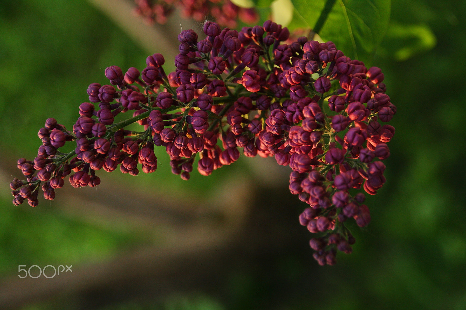 Canon EOS 1000D (EOS Digital Rebel XS / EOS Kiss F) sample photo. Lilac branch in the evening light photography