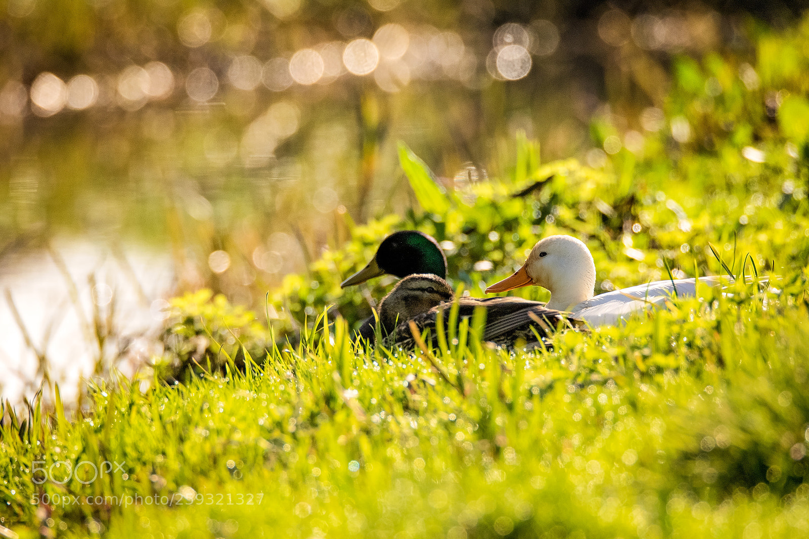Canon EOS 7D Mark II sample photo. Chilling in the sun.jpg photography