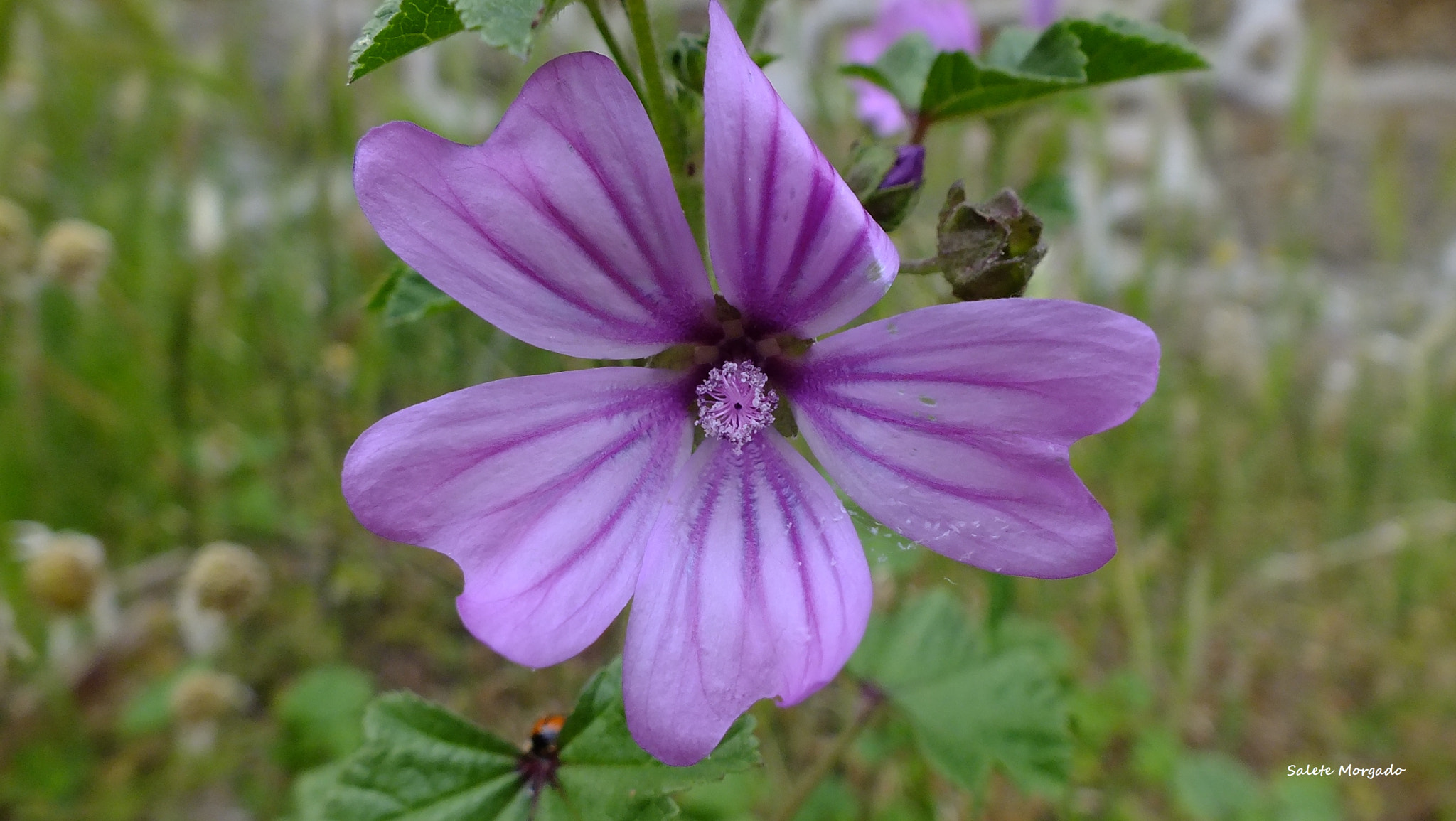 Fujifilm FinePix HS30EXR sample photo. Malva sylvestris photography