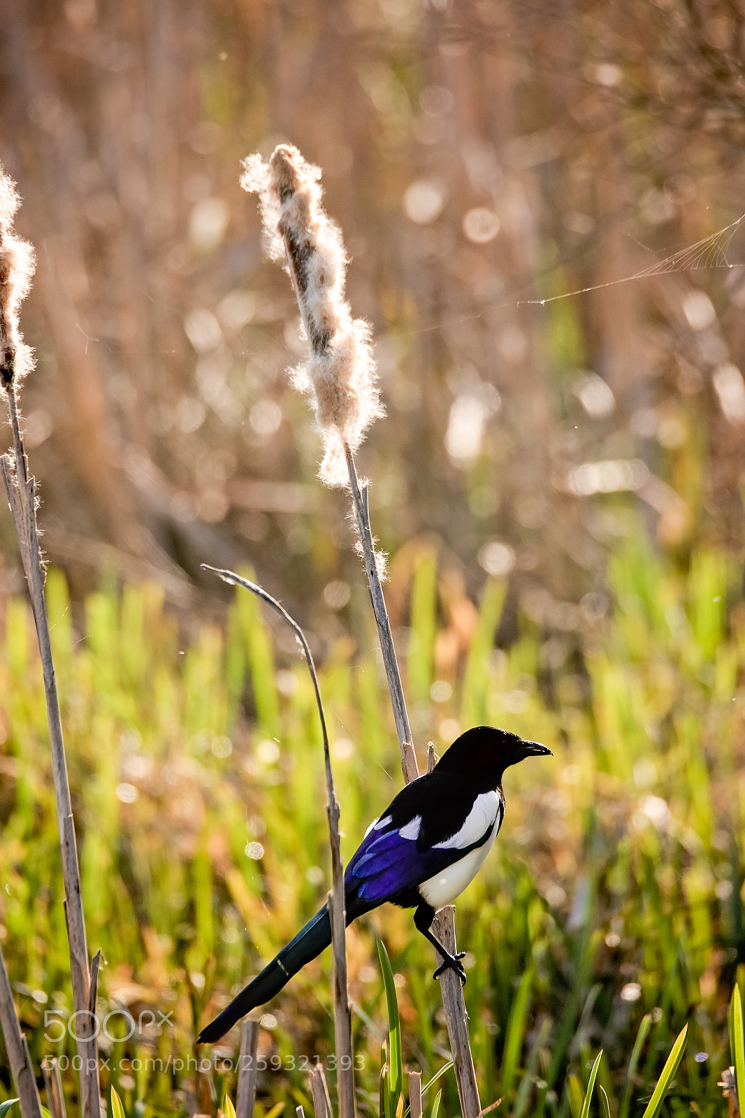 Canon EOS 7D Mark II sample photo. Reed magpie.jpg photography