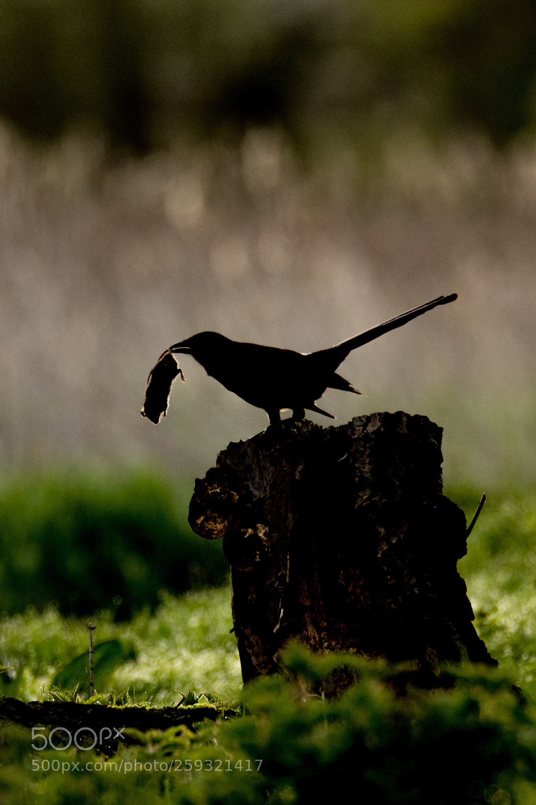 Canon EOS 7D Mark II sample photo. Shady charactor.jpg photography