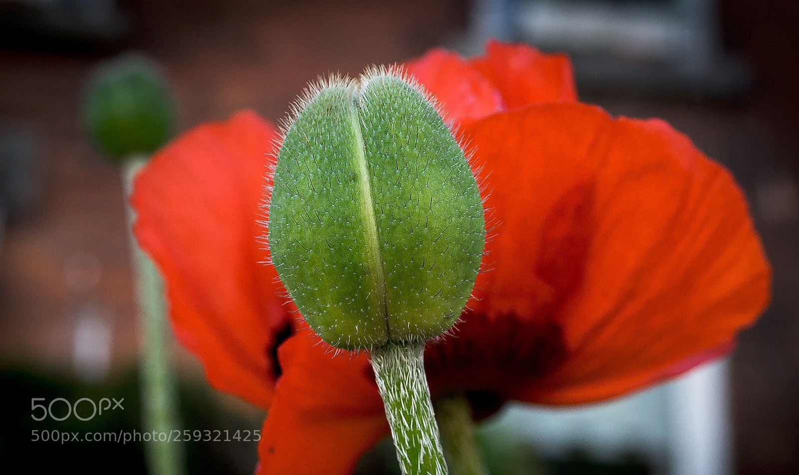 Sony a7 sample photo. Flower photography
