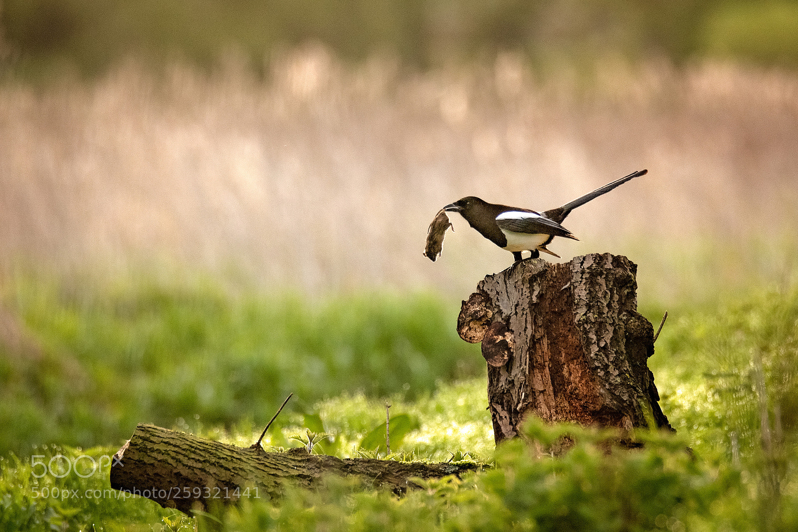 Canon EOS 7D Mark II sample photo. The wrong bird.jpg photography