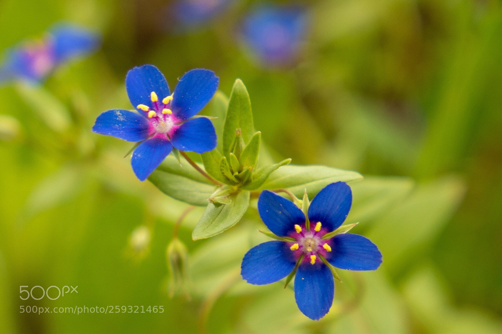 Canon EOS 7D Mark II sample photo. Blue flower photography
