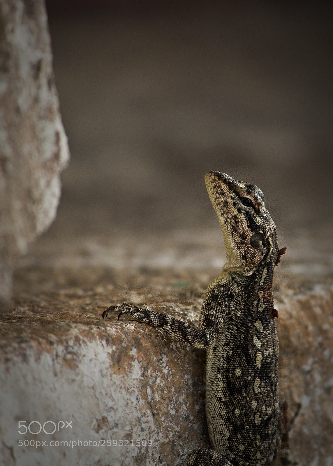 Canon EOS 700D (EOS Rebel T5i / EOS Kiss X7i) sample photo. Lizard photography