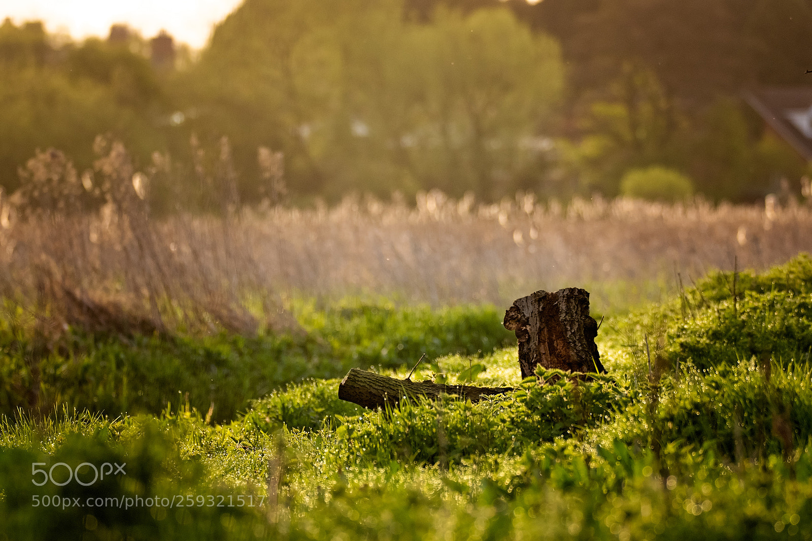 Canon EOS 7D Mark II sample photo. Morning.jpg photography