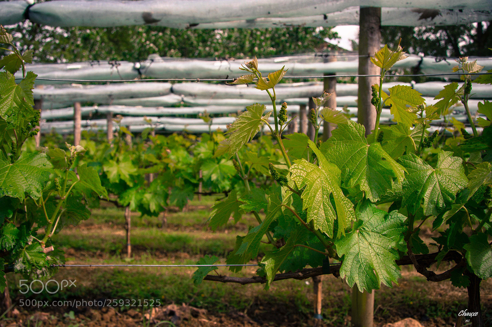 Canon EOS 60D sample photo. Wine city photography