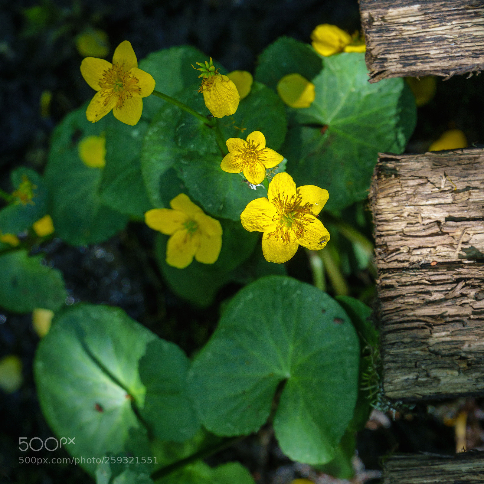 Sony a6000 sample photo. Yellow photography